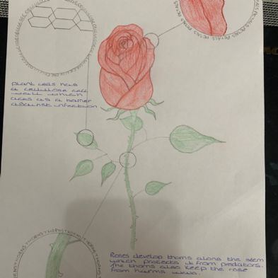 tsa_HomeLearningScience (30)